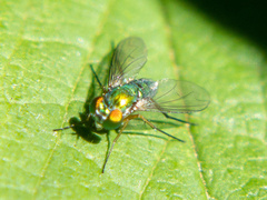 Condylostylus caudatus