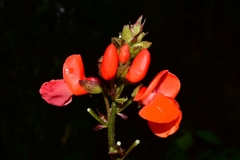 Phaseolus coccineus