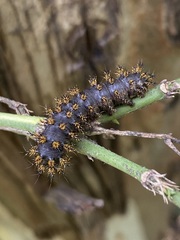 Hemileuca eglanterina