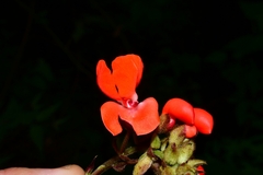 Phaseolus coccineus