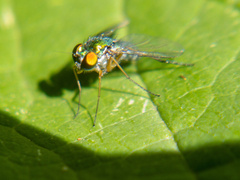 Condylostylus caudatus