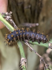 Hemileuca eglanterina