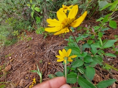 Perymenium buphthalmoides