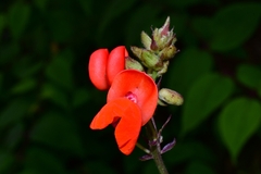 Phaseolus coccineus