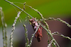 Xenocatantops humilis