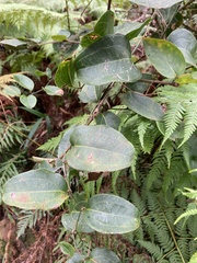 Smilax australis