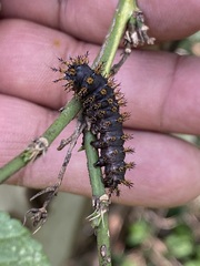 Hemileuca eglanterina