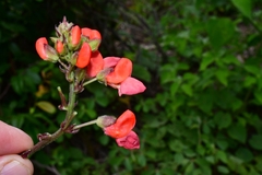 Phaseolus coccineus