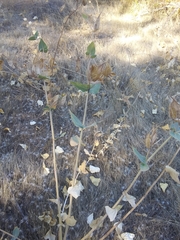 Asclepias cordifolia