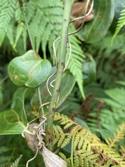 Smilax australis