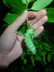 Hyalophora cecropia