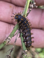Hemileuca eglanterina