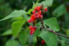Phaseolus coccineus