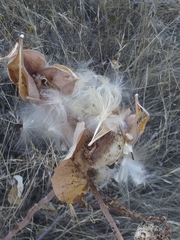 Asclepias cordifolia