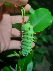 Hyalophora cecropia