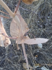 Asclepias cordifolia