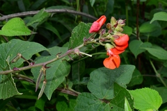 Phaseolus coccineus