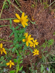 Perymenium buphthalmoides