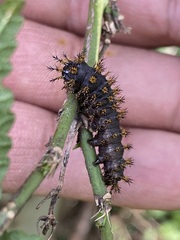 Hemileuca eglanterina