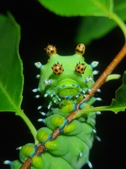 Hyalophora cecropia