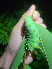 Hyalophora cecropia