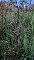 Cichorieae