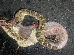 Crotalus molossus molossus