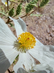 Argemone pleiacantha