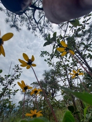 Perymenium buphthalmoides