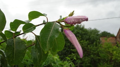 Cryptostegia grandiflora