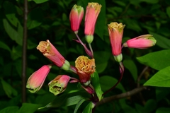 Bomarea edulis