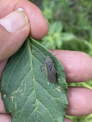 Staluptus marginalis