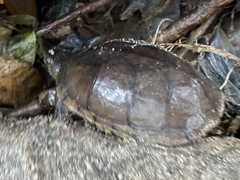 Kinosternon integrum