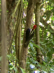 Campephilus guatemalensis