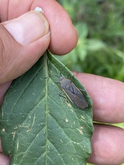 Staluptus marginalis