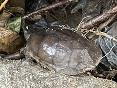 Kinosternon integrum