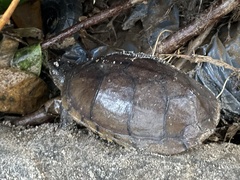 Kinosternon integrum