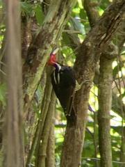 Campephilus guatemalensis
