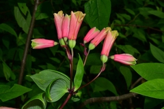 Bomarea edulis