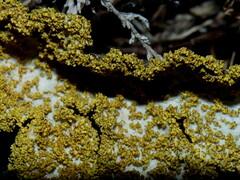 Yarrumia colensoi