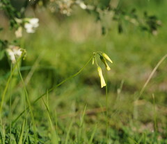 Oxalis pes-caprae