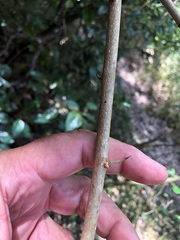 Maclura cochinchinensis