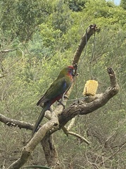 Platycercus elegans elegans