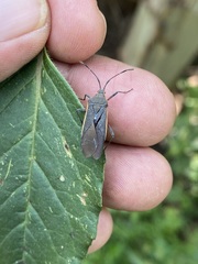 Staluptus marginalis