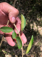 Maclura cochinchinensis