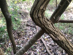 Maclura cochinchinensis