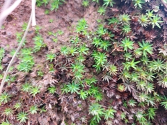 Atrichum undulatum