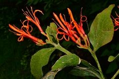 Psittacanthus schiedeanus