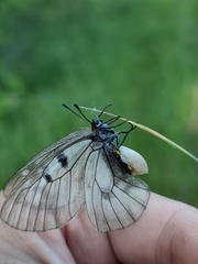 Parnassius mnemosyne