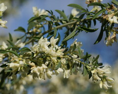 Chamaecytisus prolifer